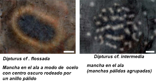 Claves para dos d_batis_02.jpg